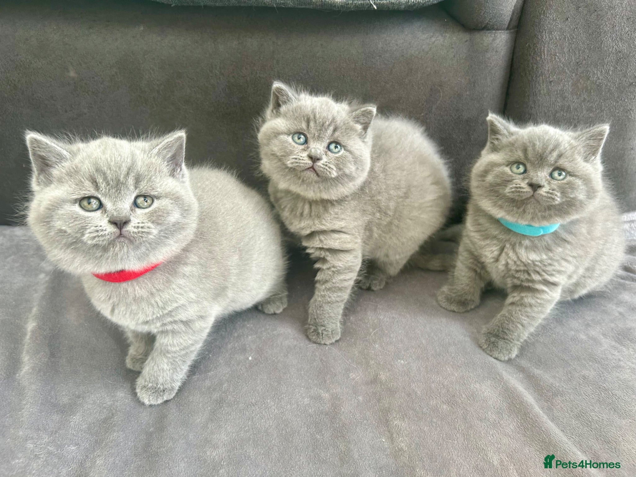 British Shorthair cats Beautiful British Shorthair Kittens - Advert 1