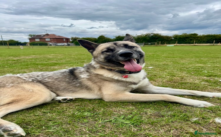 Huskita dogs - Advert 1