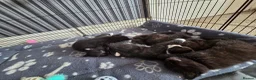 Mixed Breed cats for sale: Kittens for Sale in Bridlington - Advert 23