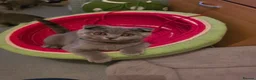 Scottish Fold cats for sale: 7 Scottish fold 😍beautiful  healthy kittens - Advert 4