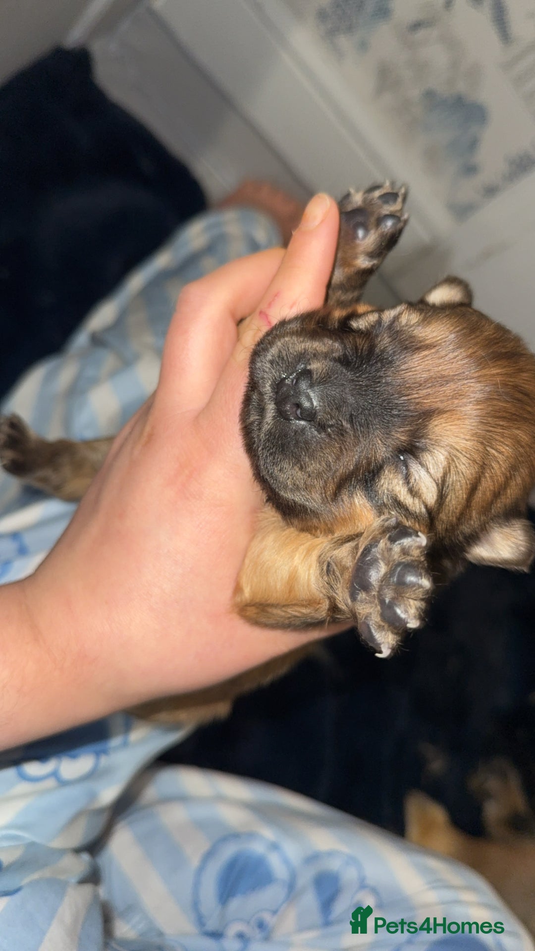 Chow Chow dogs for sale: Chow chow puppies  - Advert 17