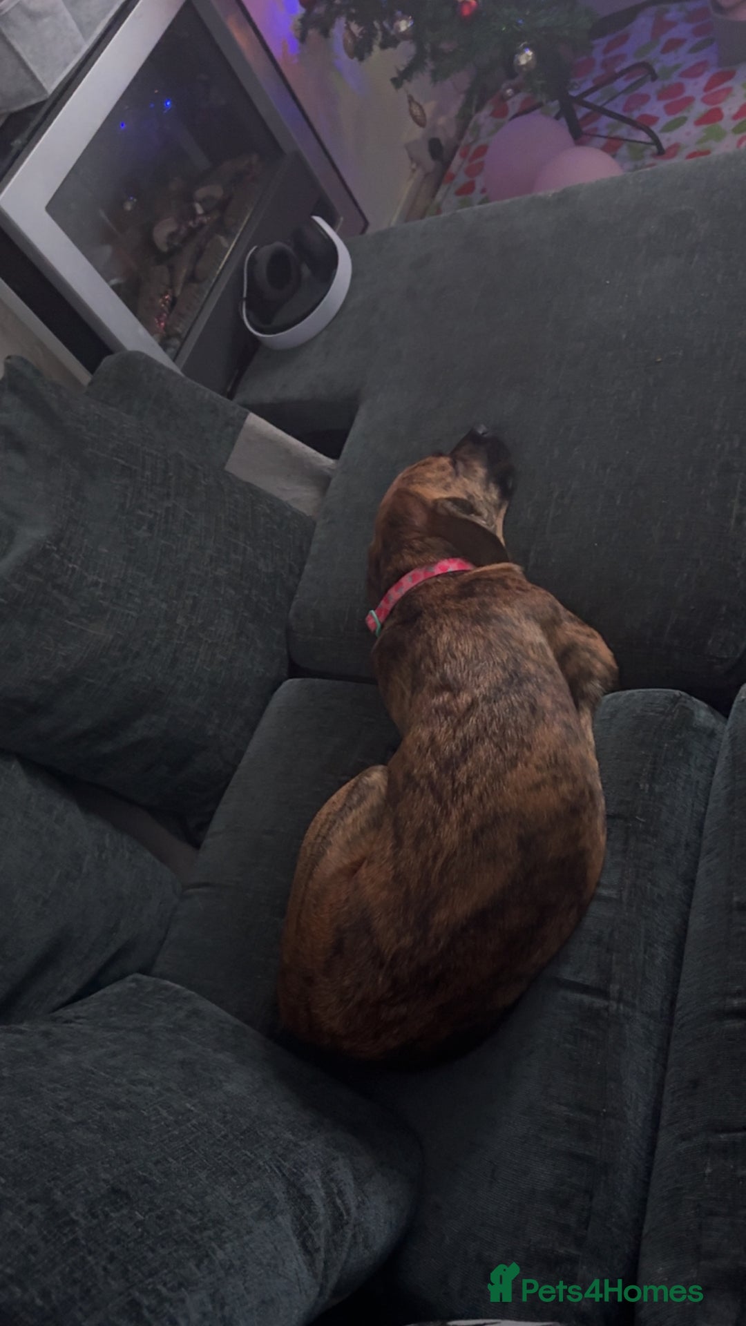 Mixed Breed dogs for sale: Sad to see her go  - Advert 6