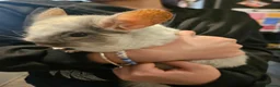 Chinchilla rodents for sale: URGENT need home for chinchilla  in Glasgow - Advert 1