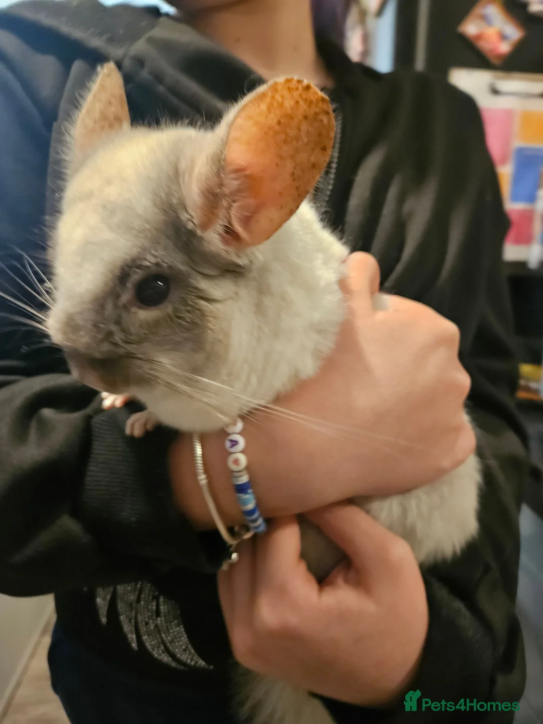 Chinchilla rodents for sale: URGENT need home for chinchilla  in Glasgow - Advert 1
