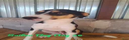 Mixed Breed dogs for adoption: Sailor Boy, 2 yrs approx. Available for adoption. - Advert 5