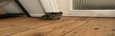 Cookie