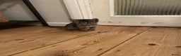 Mixed Breed cats for sale: Our little tabby kittens  in Caterham - Advert 6