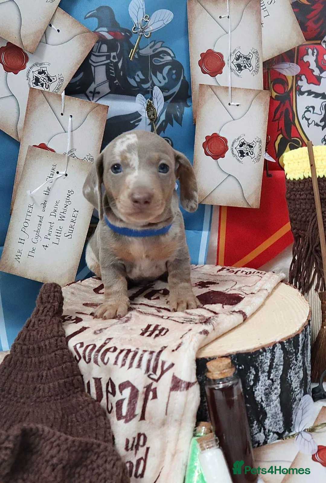 Miniature Dachshund dogs for sale: Sweet Miniature Dachshund Puppies - Advert 5