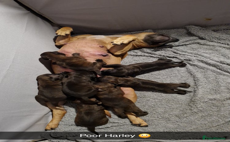 Staffordshire Bull Terrier dogs - Advert 1