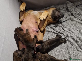 Staffordshire Bull Terrier dogs for sale - Advert 1