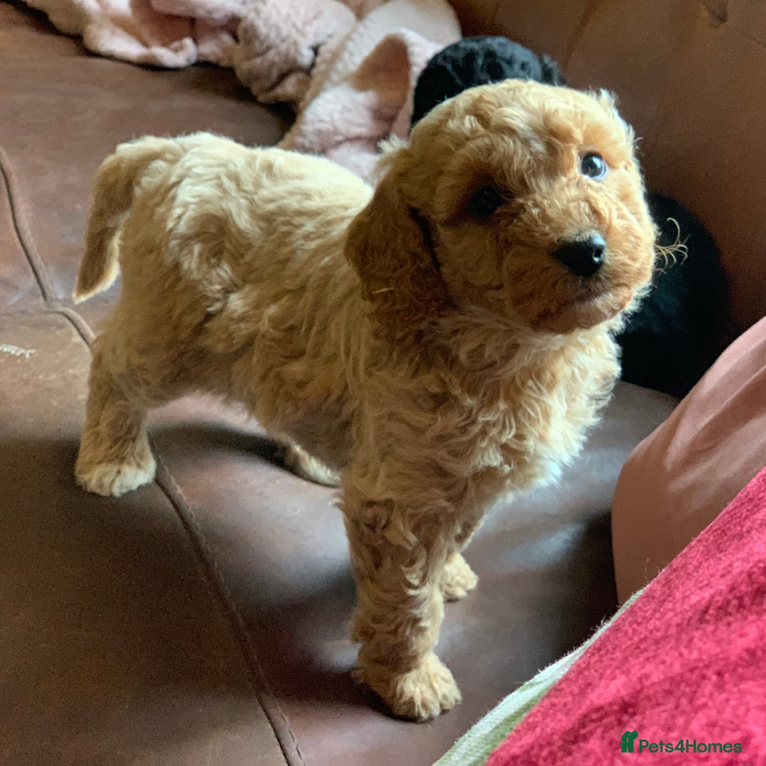 Cockapoo dogs for sale: Cute as Buttons! Cockapoo Puppies for Sale - Image 8