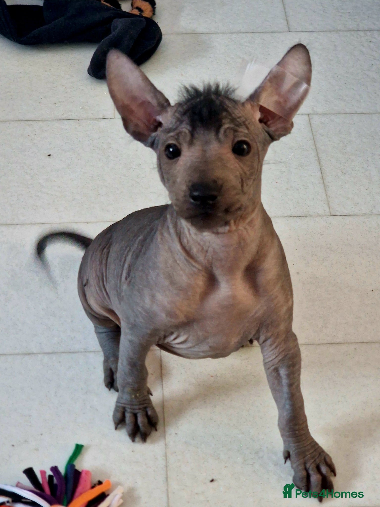 Mexican Hairless dogs Mini size girls  ** naked 1800 1 coated boy 1200. - Advert 1