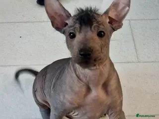 Mexican Hairless dogs Mini size girls ** naked 1800 1 coated boy 1200. - Advert 2