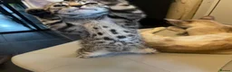 Bengal cats for sale: ♥️IAM ❤️WATCH ALL MY VIDEOS👀FOR MUMMY OR DADDY ❤️ - Advert 26