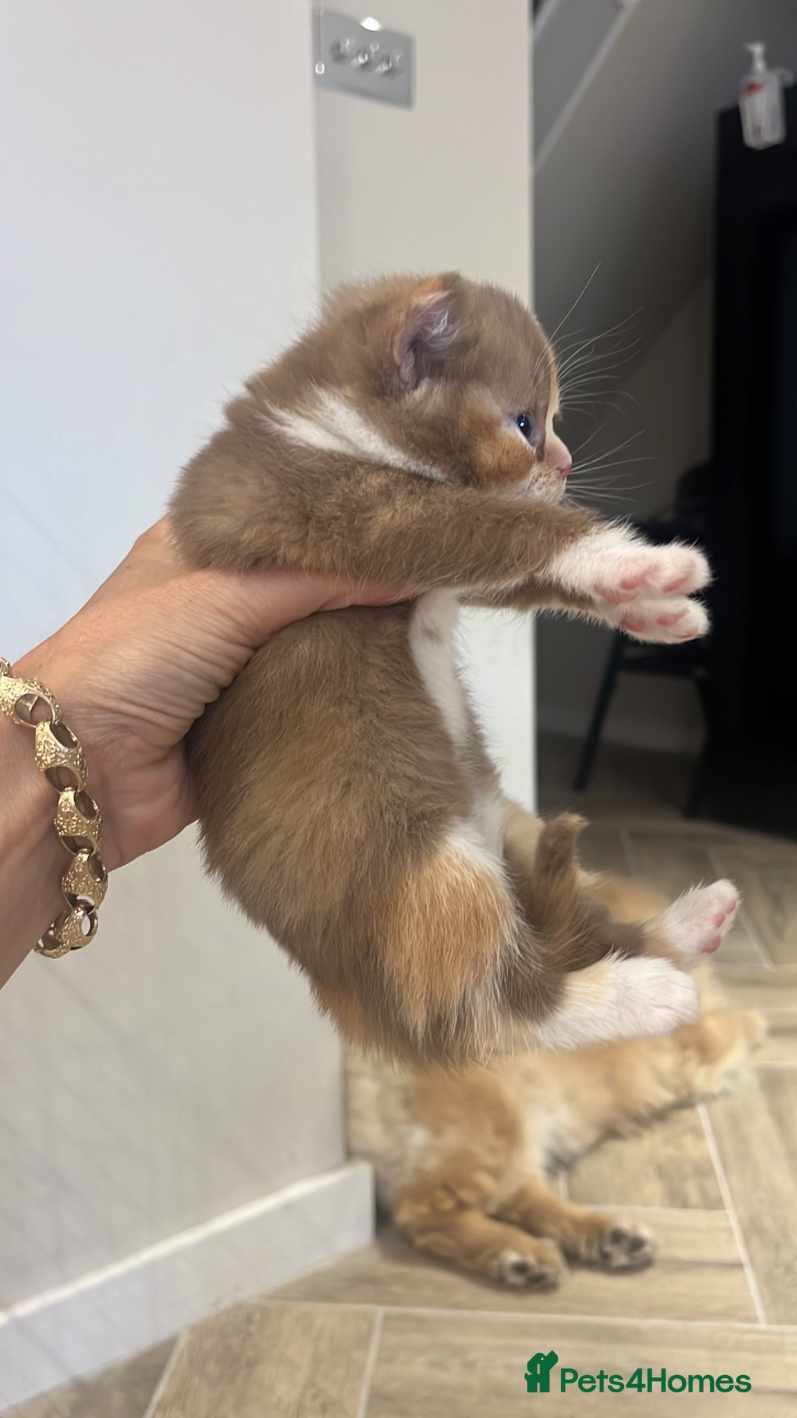 British Shorthair cats for sale: 🏆Gccf Cinnamon tortie Fawn Red bi colour 🏆 - Advert 9