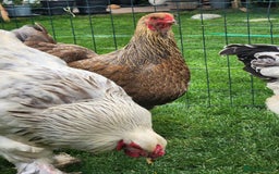Chickens poultry for sale: Hatching eggs - Image 14