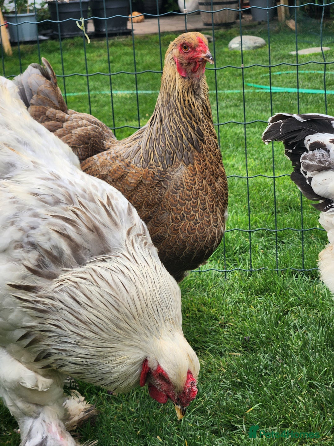 Chickens poultry for sale: Hatching eggs - Image 14
