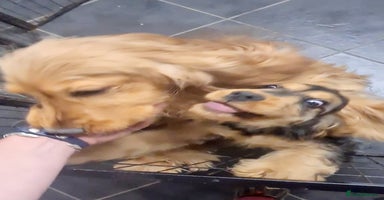 Cocker Spaniel dogs - Advert 8