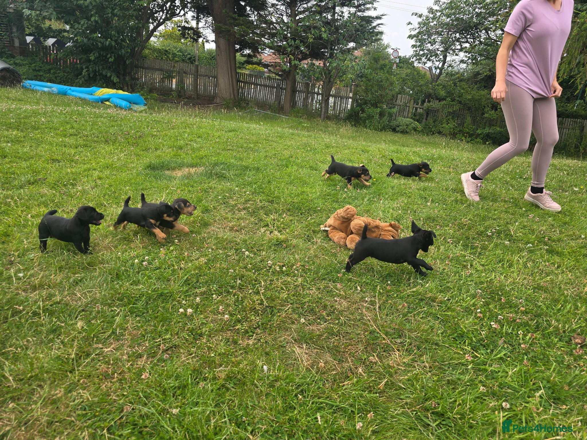 Patterdale Terrier dogs Fantastic Patterdale terrier pups D&D  - Advert 1