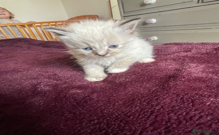Mixed Breed cats - Advert 13