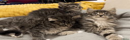 Maine Coon cats for sale: Three adorable Maine Coon Kittens For Sale  - Advert 4