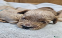 Cockapoo dogs for sale: 4 beautiful cockapoo puppies - Image 18