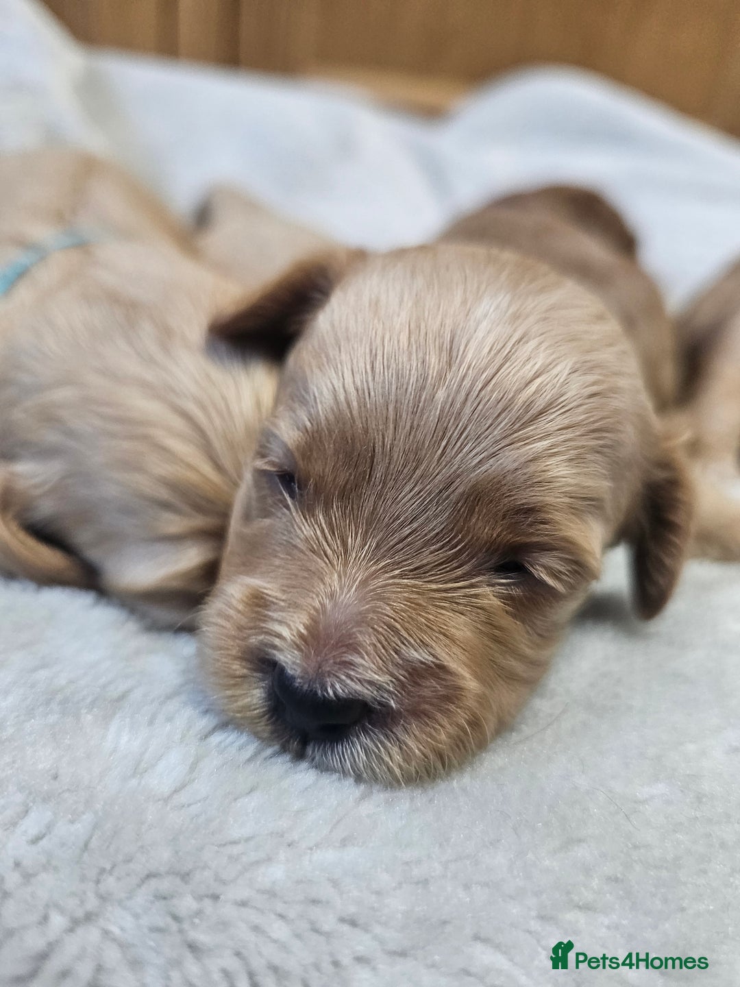 Cockapoo dogs for sale: 4 beautiful cockapoo puppies - Image 18