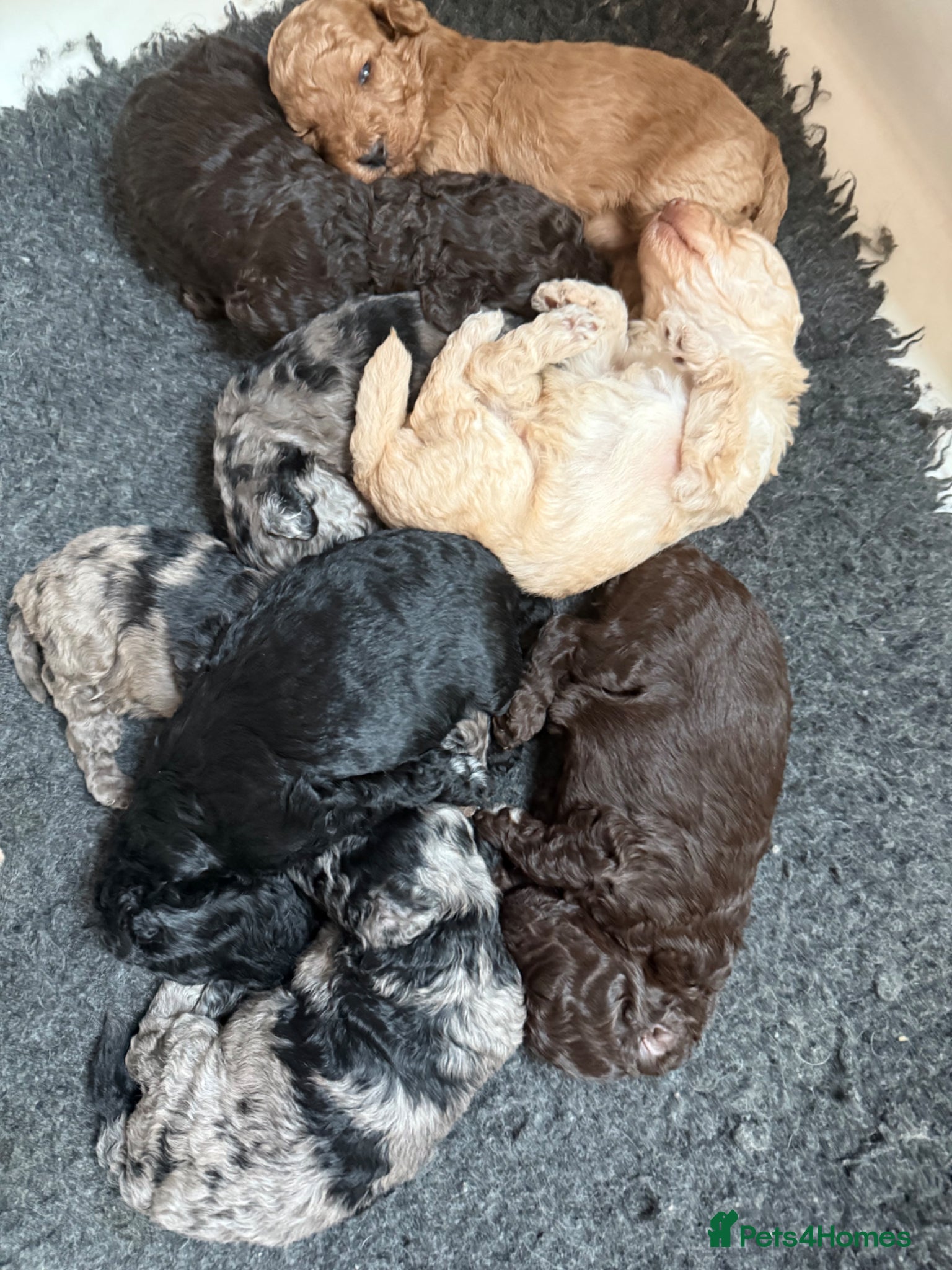 Labradoodle dogs Our Therapy Dog has had a litter of Labradoodles  - Advert 2