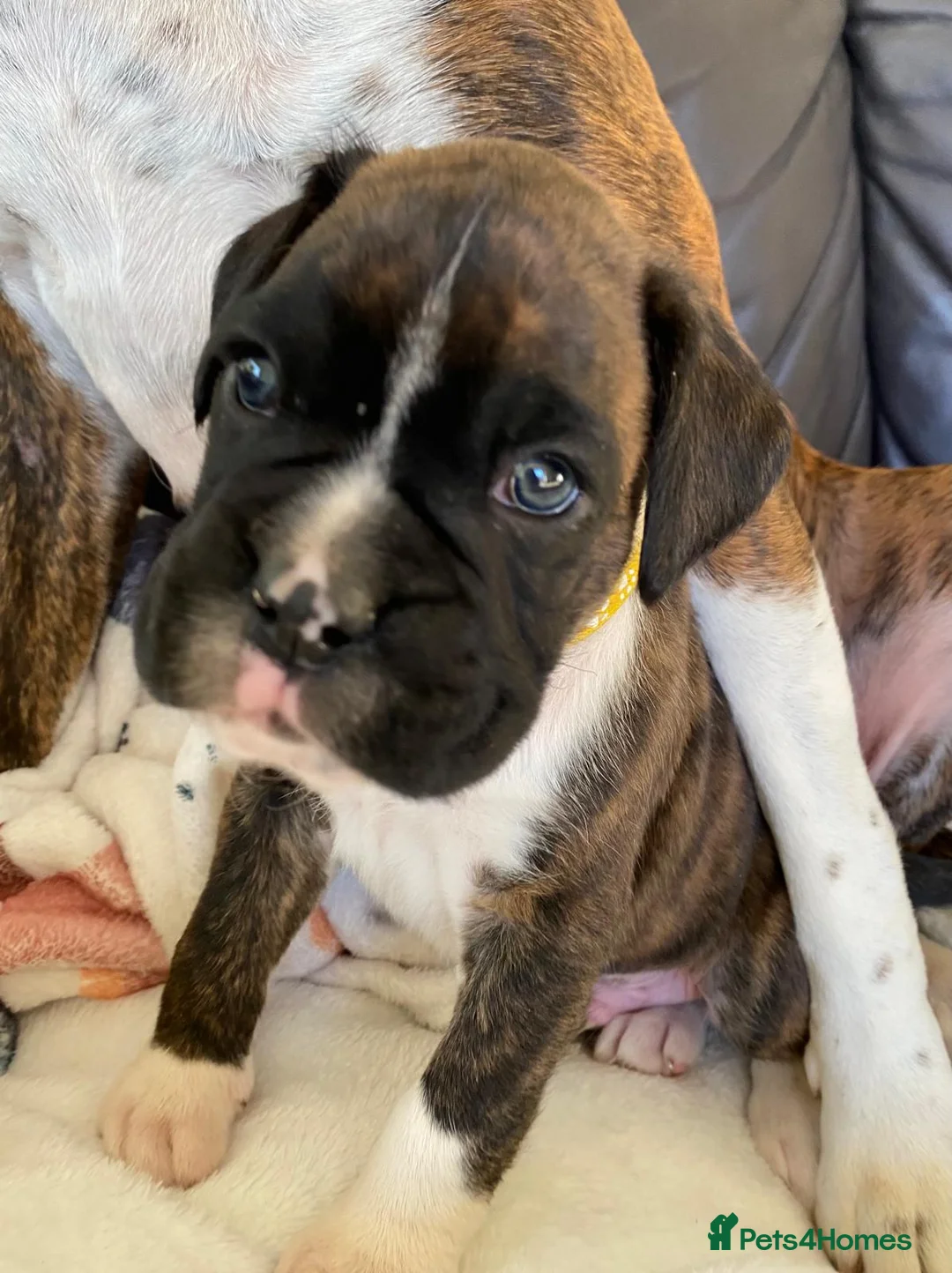 Boxer dogs for sale: Boxer puppies kc registered 5 star licence  - Advert 19