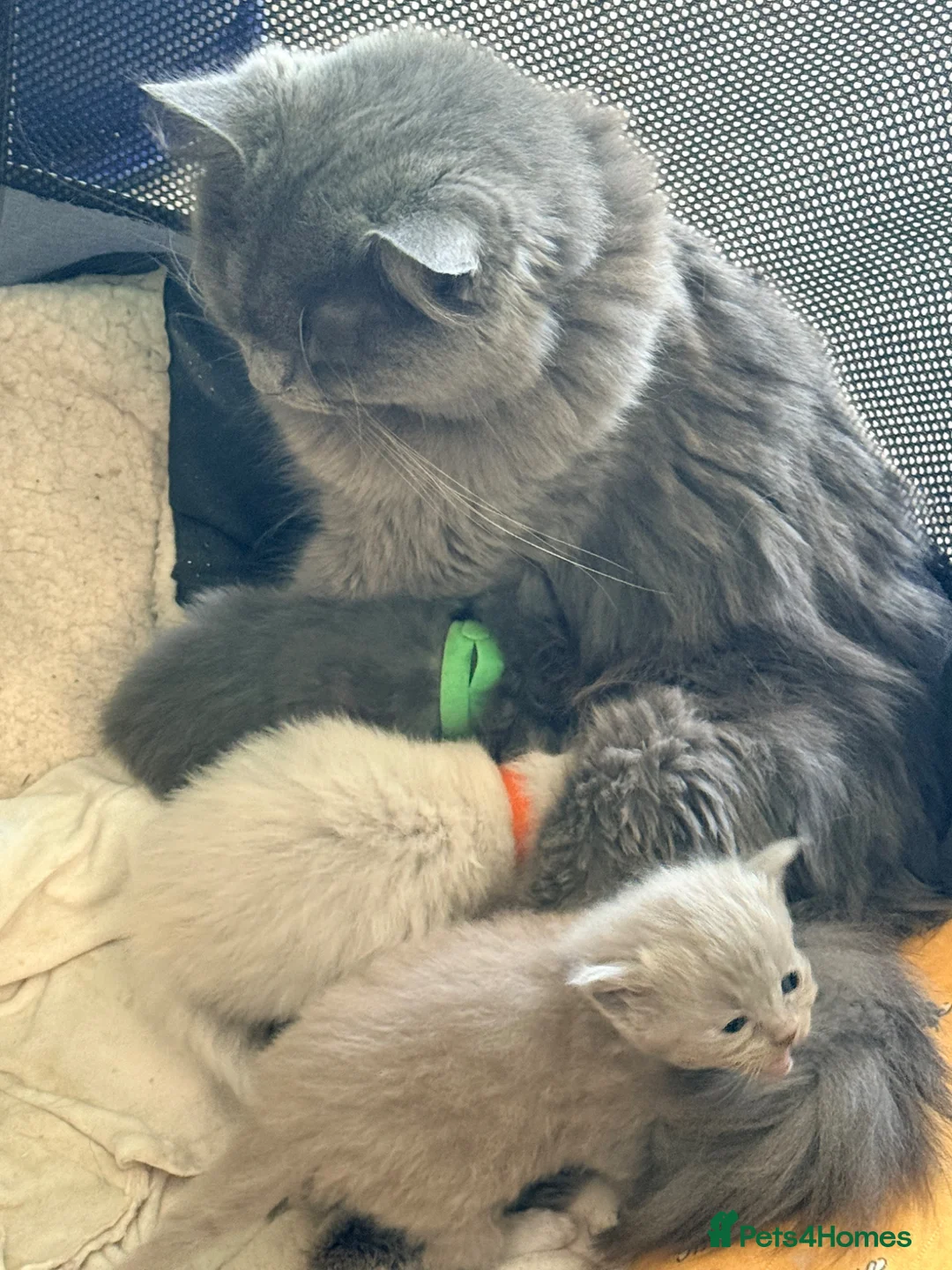 Ragdoll cats for sale: Beautiful blue,lilac point and a rare fawn ragdoll - Advert 8