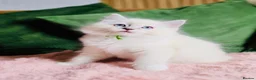 Ragdoll cats for sale: 💙 ACTIVE REGISTERED RAGDOL, DNA TESTED PARENTS 💙 - Advert 12