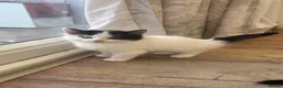 Mixed Breed cats for sale: 4 adorable kittens available  - Advert 5