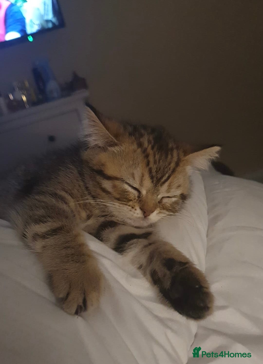 British Shorthair cats for sale: Arnie gorgeous wee affectionate boy - Advert 2