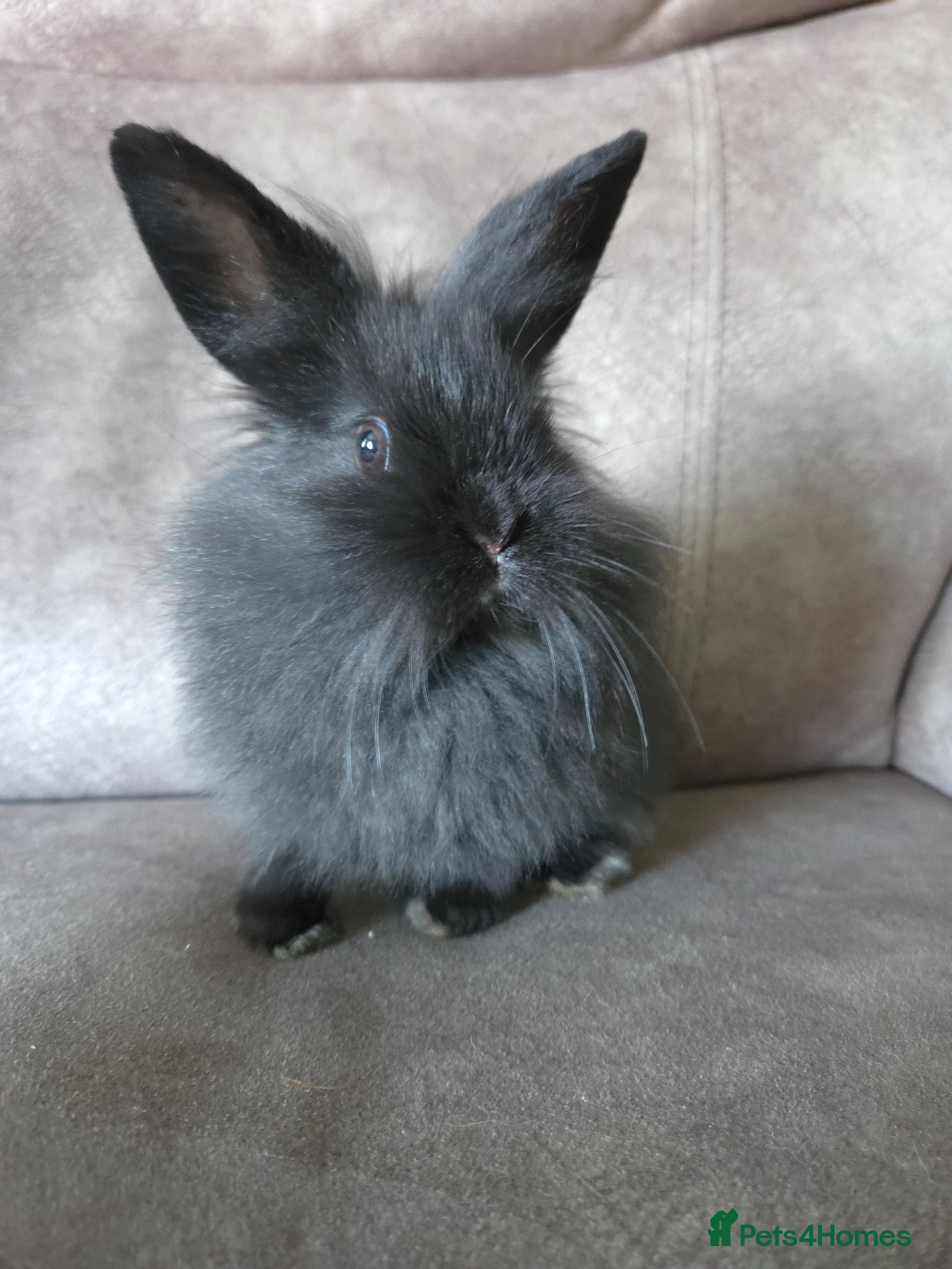 Lionhead rabbits 8 weeks old mini lion lop doe ☆☆ready now - Advert 16