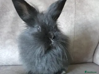 Lionhead rabbits 8 weeks old mini lion lop doe ☆☆ready now - Advert 9