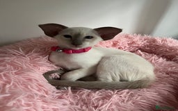 Siamese cats for sale: Gorgeous New Style Siamese Kittens - Image 7