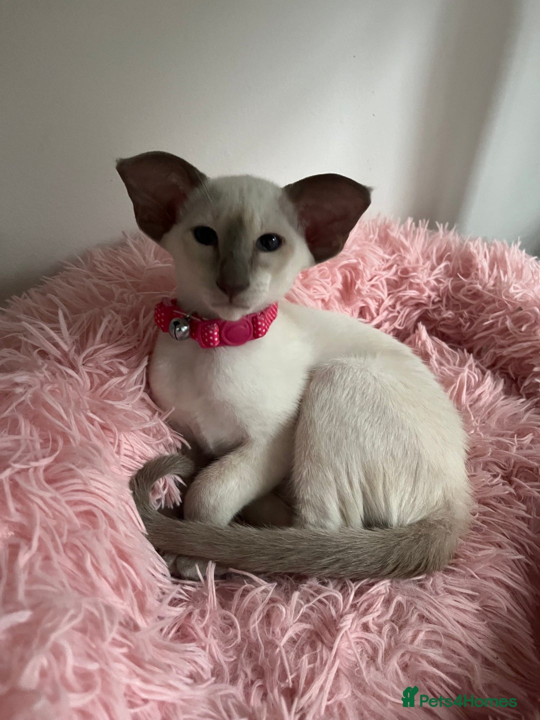 Siamese cats for sale: Gorgeous New Style Siamese Kittens - Image 7