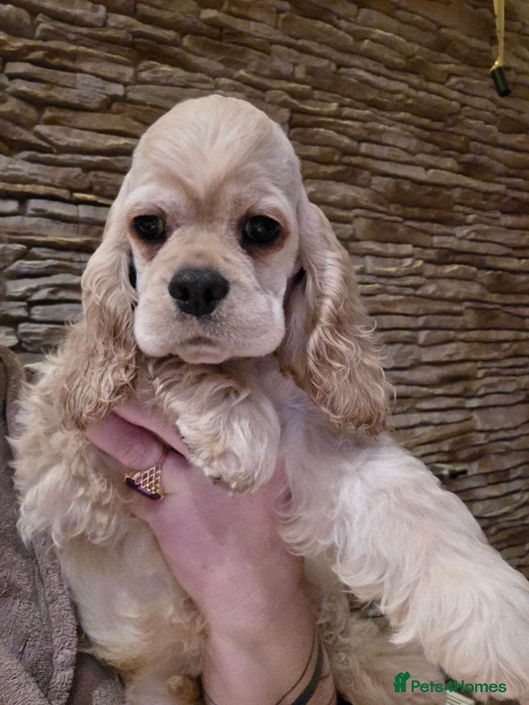 American Cocker Spaniel dogs for sale: Stunning Anerican Cocker spaniels girl - Advert 37