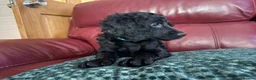 Cockapoo dogs for sale: 4 really to go F2 cocker puppies  in London - Advert 5