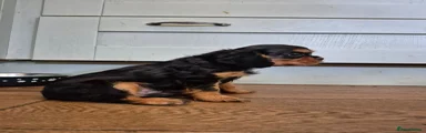Cavalier King Charles Spaniel Puppy 2
