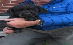 Labrador Retriever dogs for sale: 1 yellow GIRL LEFT KC reg LABRADOR PUPS - Image 9