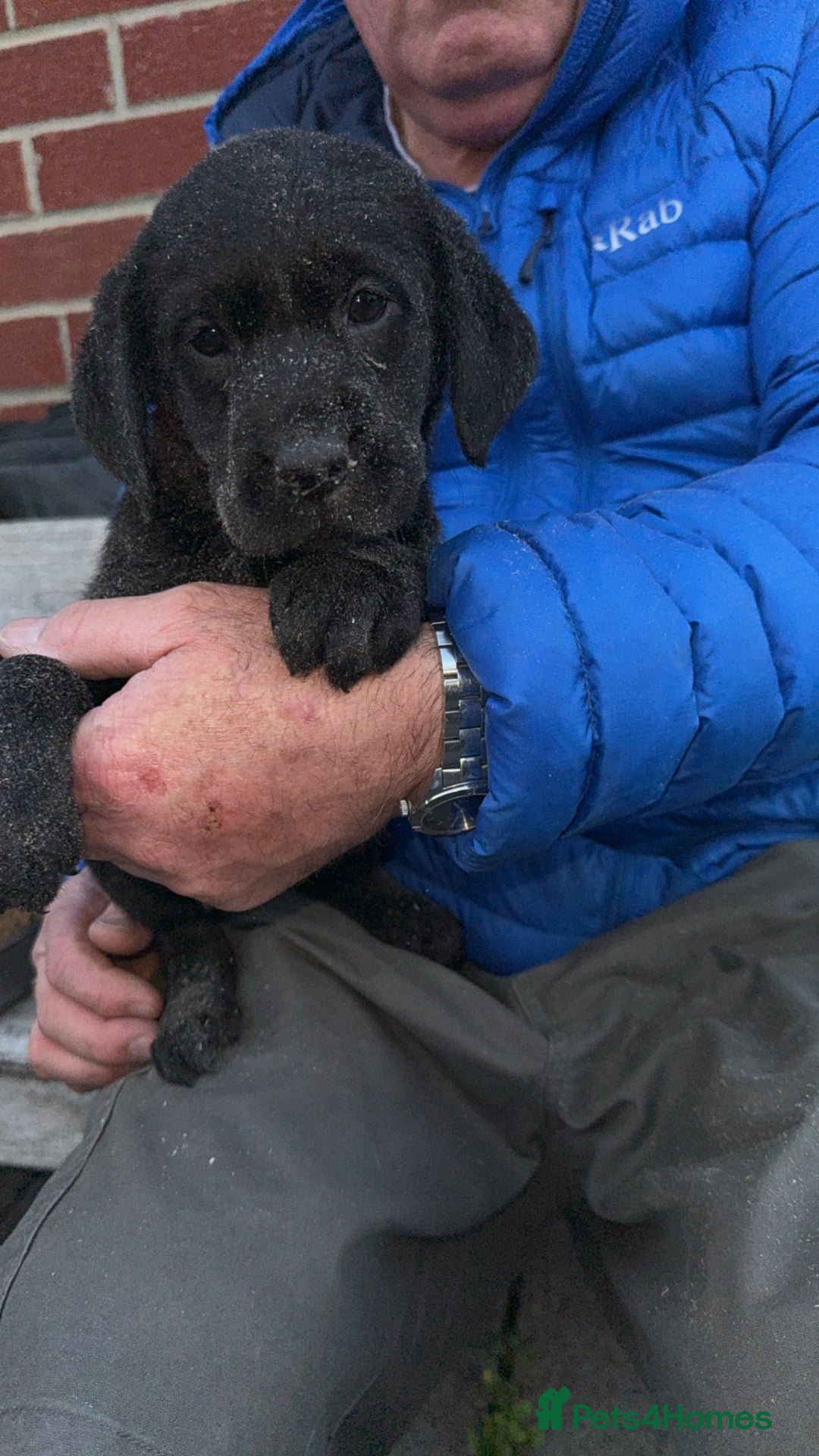 Labrador Retriever dogs for sale: 1 yellow GIRL LEFT KC reg LABRADOR PUPS - Image 9