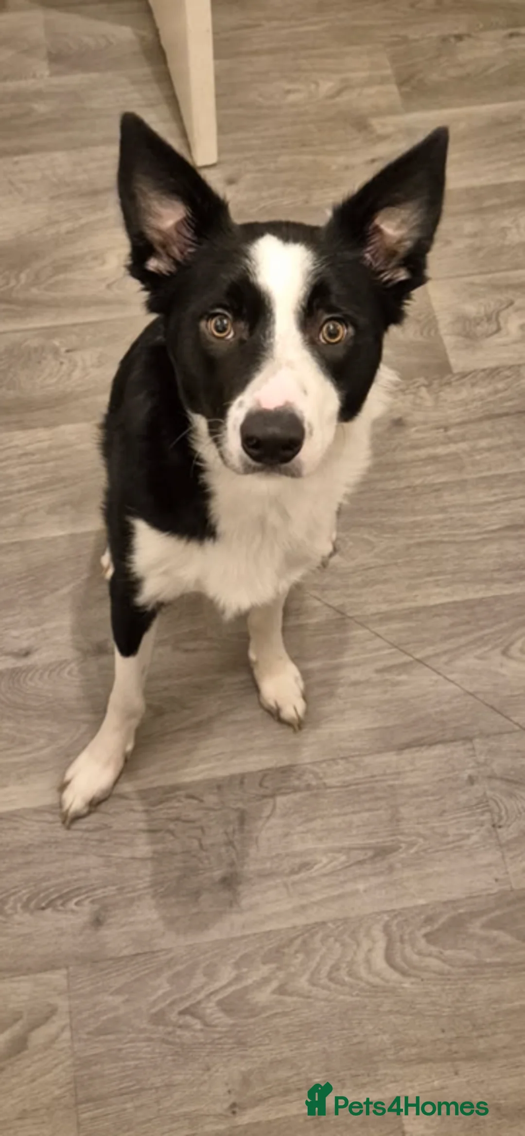 Border Collie dogs for sale: 1year old border collie  - Advert 2