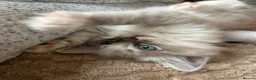 Ragdoll cats for sale: Mink & Sepia Ragdolls Cherubim TICA Pedigree  - Advert 25