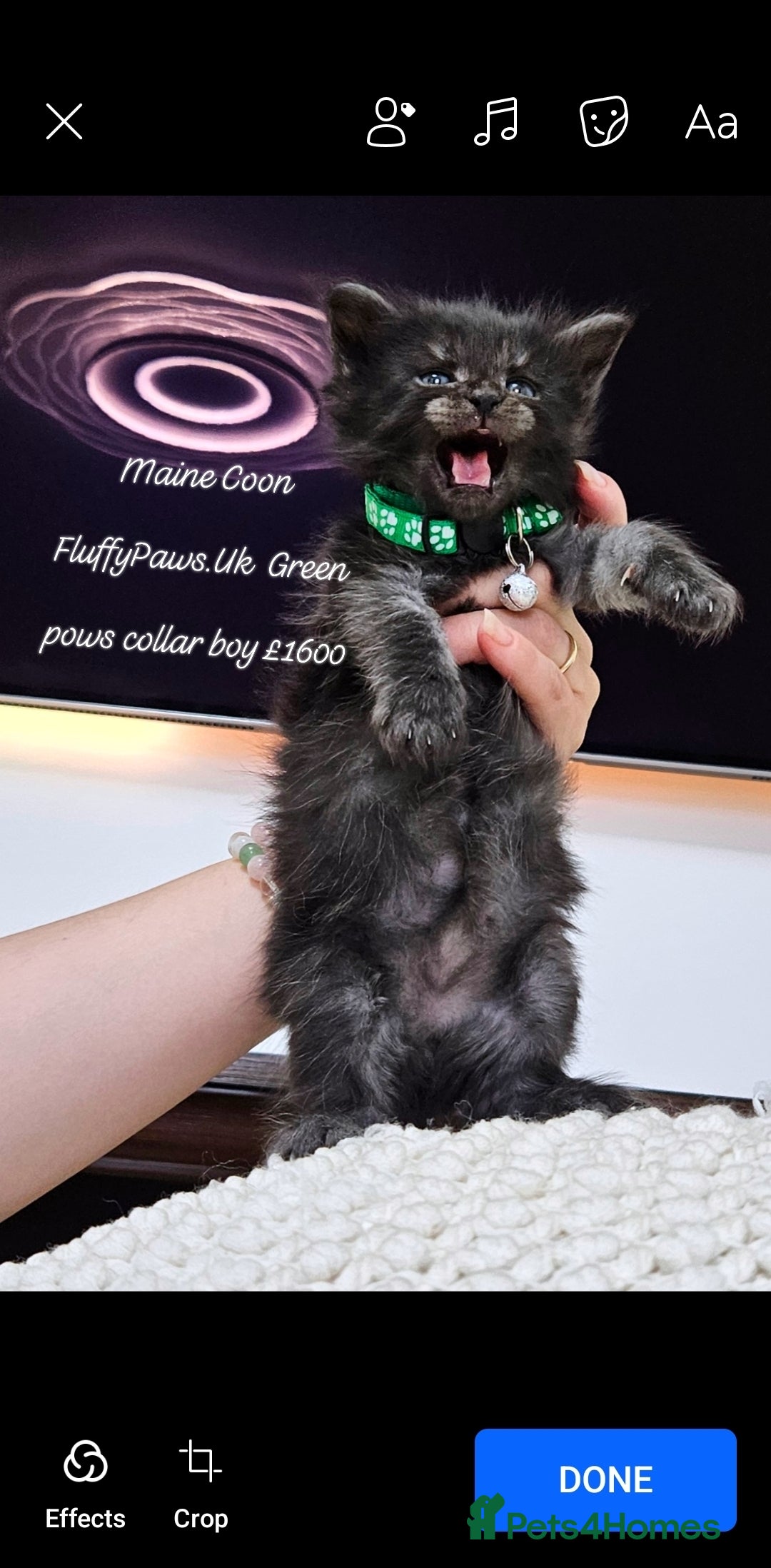 Maine Coon cats for sale: Maine Coons FluffyPaws.Uk  - Image 21