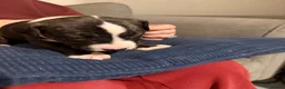 Mixed Breed dogs for sale: Beautiful English Bull Terrier cross Staffy - Advert 9