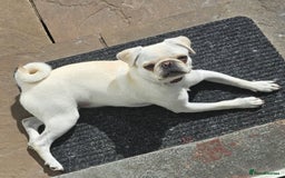 Pug dogs for sale: White female pug  - Advert 1