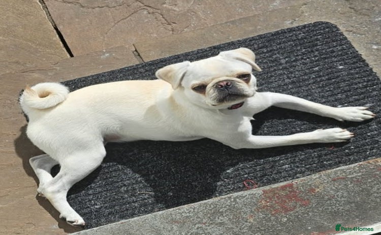 Pug dogs White female pug  - Advert 14