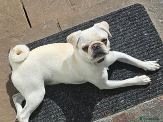 Pug dogs White female pug - Advert 2