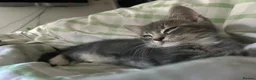 Mixed Breed cats for sale: Two Tabby Sisters *READY NOW* - Advert 6